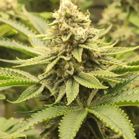 Master Kush growlog timeline photo