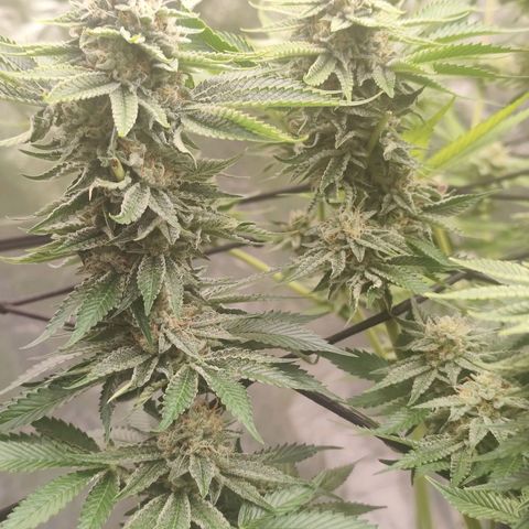 Master Kush growlog timeline photo