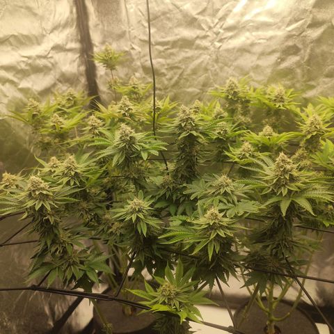 Master Kush growlog timeline photo
