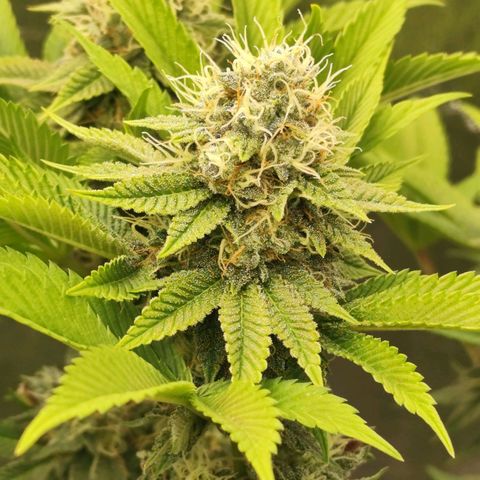 Master Kush growlog timeline photo