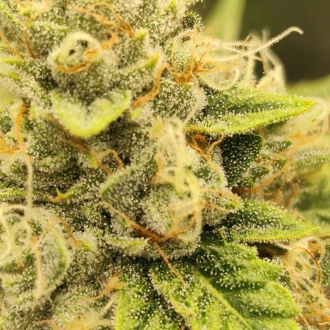 Master Kush growlog timeline photo