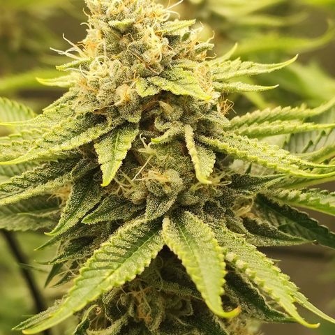 Master Kush growlog timeline photo