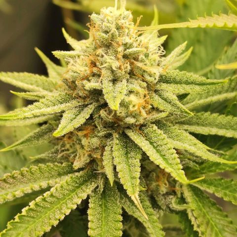 Master Kush growlog timeline photo