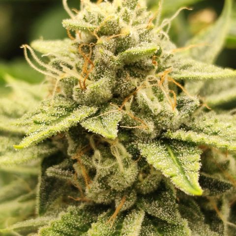 Master Kush growlog timeline photo