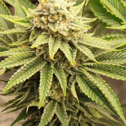 Master Kush growlog timeline photo