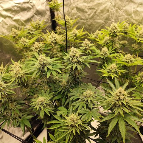 Master Kush growlog timeline photo
