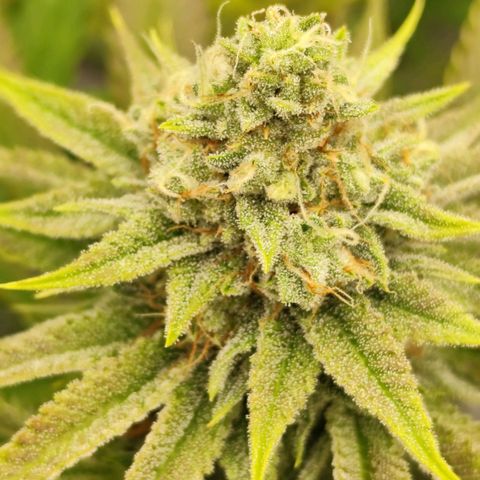 Master Kush growlog timeline photo