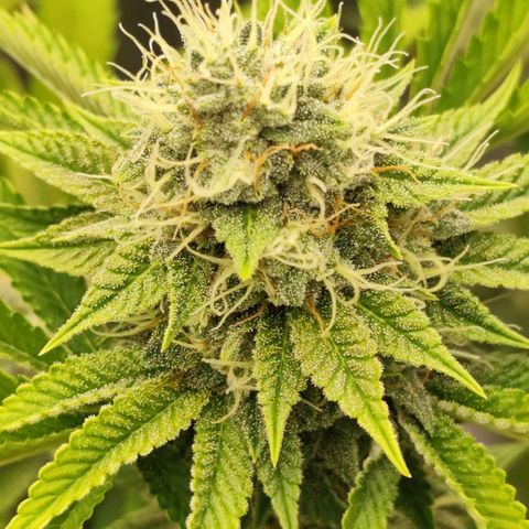 Master Kush growlog timeline photo