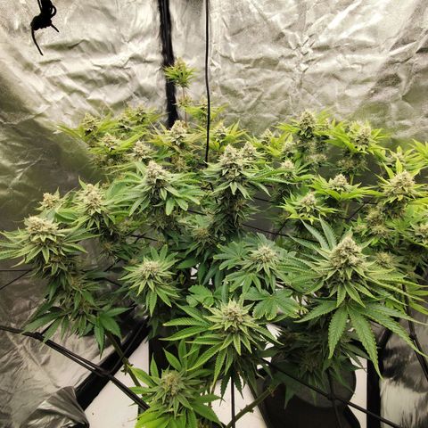 Master Kush growlog timeline photo