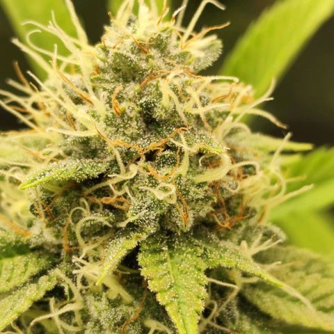 Master Kush growlog timeline photo