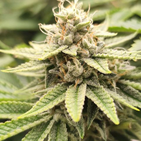 Master Kush growlog timeline photo