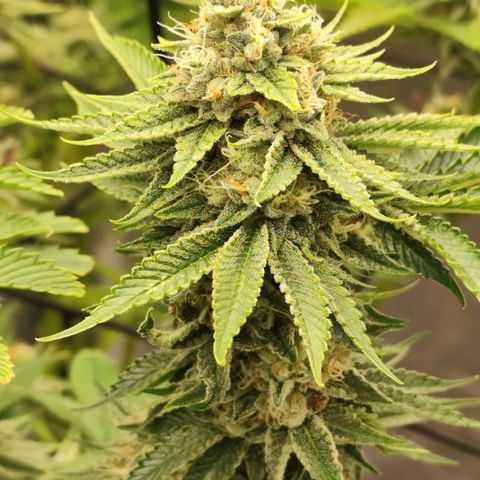 Master Kush growlog timeline photo