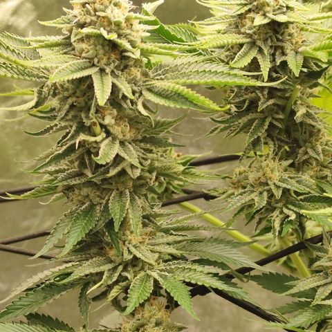 Master Kush growlog timeline photo
