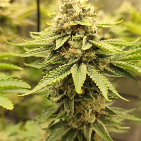 Master Kush growlog timeline photo