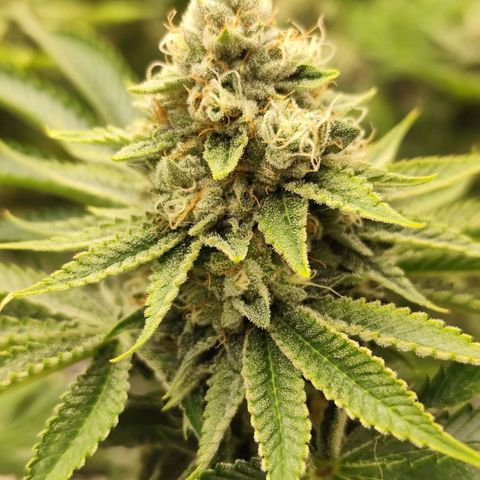 Master Kush growlog timeline photo
