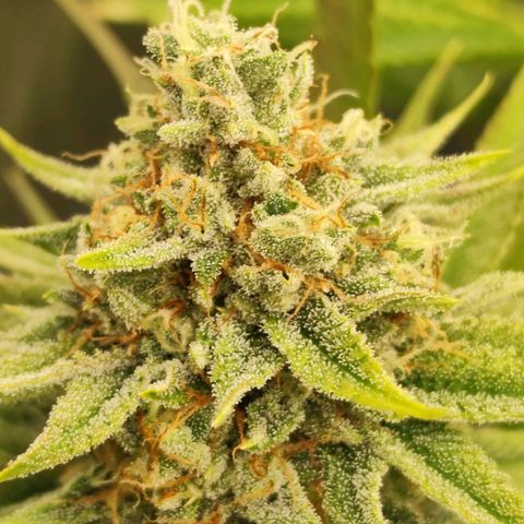 Master Kush growlog timeline photo
