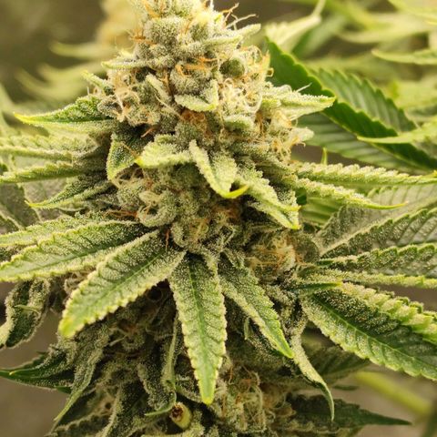 Master Kush growlog timeline photo