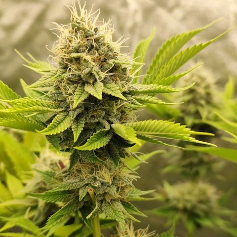 Master Kush growlog timeline photo