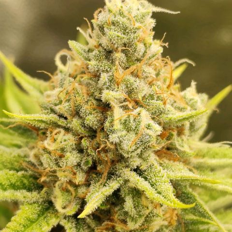 Master Kush growlog timeline photo