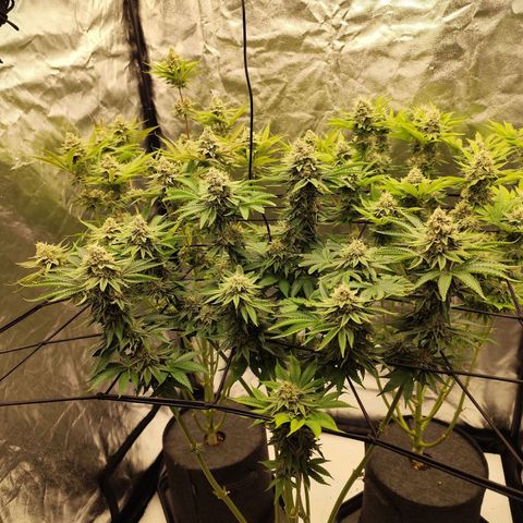 Master Kush growlog timeline photo