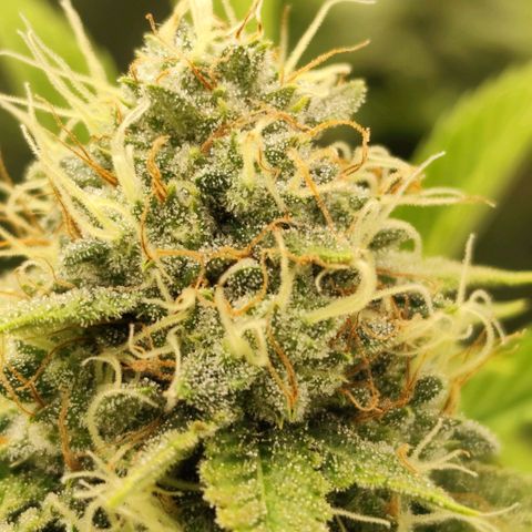 Master Kush growlog timeline photo