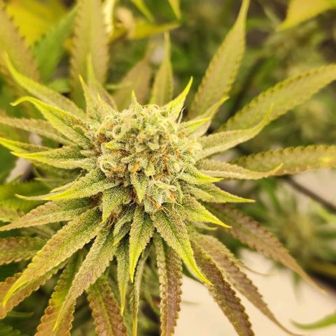 Master Kush growlog timeline photo