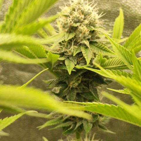 Master Kush growlog timeline photo