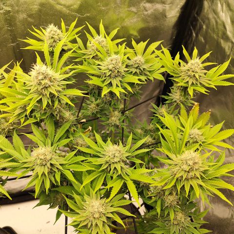 Master Kush growlog timeline photo