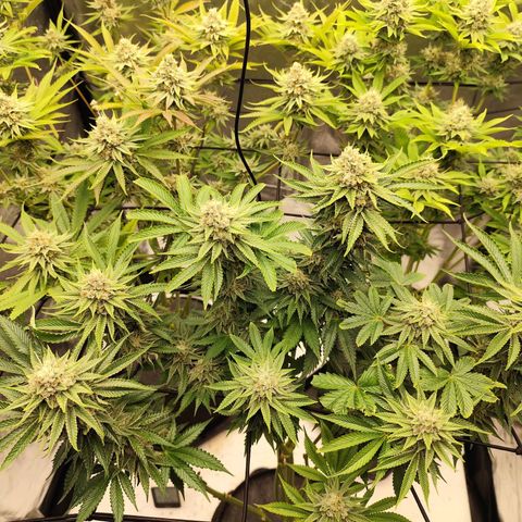 Master Kush growlog timeline photo