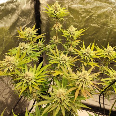 Master Kush growlog timeline photo