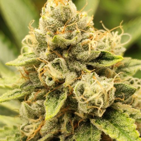Master Kush growlog photo: Vereinzelt werden Trichome dunkel. Unter 1% Anteil
