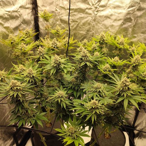Master Kush growlog photo: Vereinzelt werden Trichome dunkel. Unter 1% Anteil