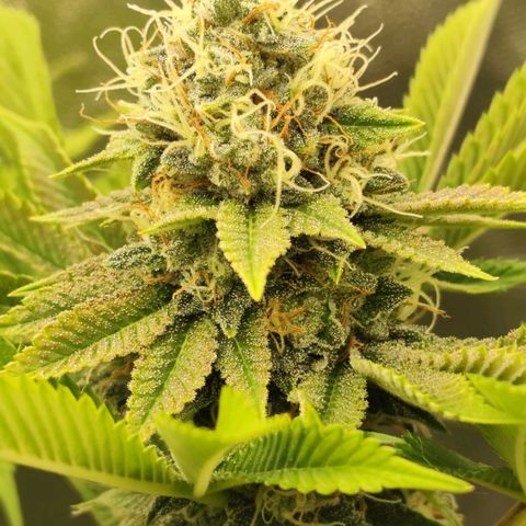 Master Kush growlog photo: Vereinzelt werden Trichome dunkel. Unter 1% Anteil