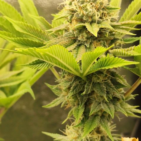 Master Kush growlog photo: Vereinzelt werden Trichome dunkel. Unter 1% Anteil