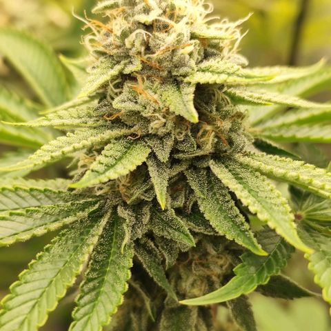 Master Kush growlog photo: Vereinzelt werden Trichome dunkel. Unter 1% Anteil