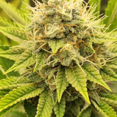 Master Kush growlog photo: Vereinzelt werden Trichome dunkel. Unter 1% Anteil