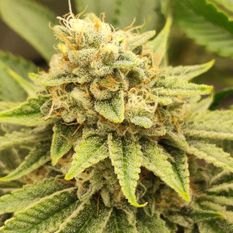 Master Kush growlog photo: Vereinzelt werden Trichome dunkel. Unter 1% Anteil