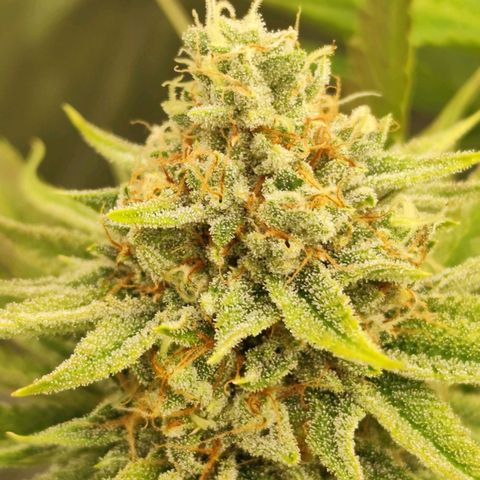 Master Kush growlog photo: Vereinzelt werden Trichome dunkel. Unter 1% Anteil