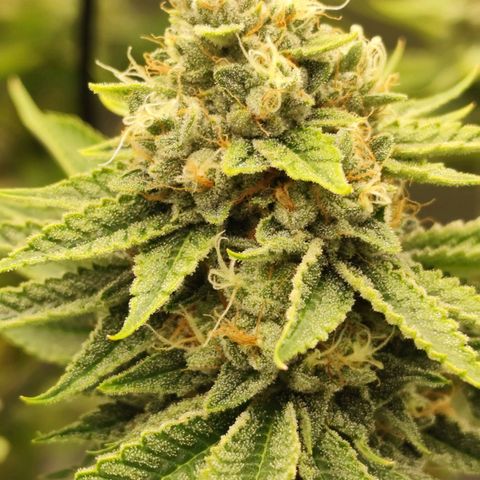 Master Kush growlog photo: Vereinzelt werden Trichome dunkel. Unter 1% Anteil
