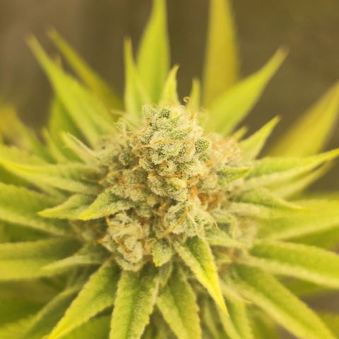 Master Kush growlog photo: Noch kaum dunkle Trichome zu sehen. Nur sehr vereinzelt auf weiter unten liegenden Blättern. Geschätztes Erntedatum ca. 21.1.25