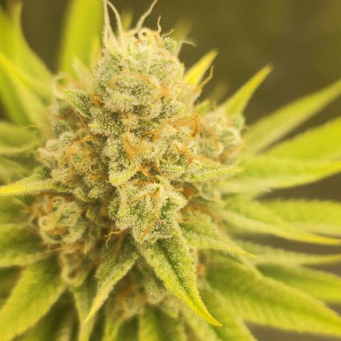 Master Kush growlog photo: Noch kaum dunkle Trichome zu sehen. Nur sehr vereinzelt auf weiter unten liegenden Blättern. Geschätztes Erntedatum ca. 21.1.25