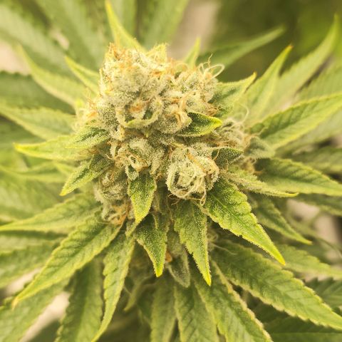 Master Kush growlog photo: Noch kaum dunkle Trichome zu sehen. Nur sehr vereinzelt auf weiter unten liegenden Blättern. Geschätztes Erntedatum ca. 21.1.25