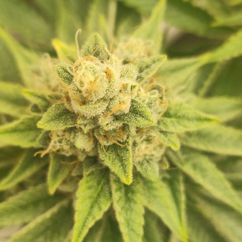 Master Kush growlog photo: Noch kaum dunkle Trichome zu sehen. Nur sehr vereinzelt auf weiter unten liegenden Blättern. Geschätztes Erntedatum ca. 21.1.25