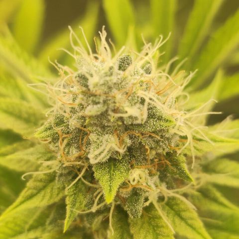 Master Kush growlog photo: Noch kaum dunkle Trichome zu sehen. Nur sehr vereinzelt auf weiter unten liegenden Blättern. Geschätztes Erntedatum ca. 21.1.25