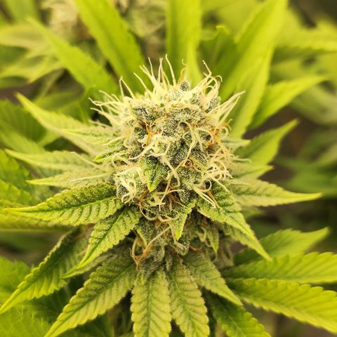 Master Kush growlog photo: Noch kaum dunkle Trichome zu sehen. Nur sehr vereinzelt auf weiter unten liegenden Blättern. Geschätztes Erntedatum ca. 21.1.25