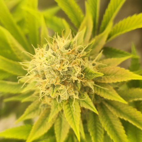 Master Kush growlog photo: Noch kaum dunkle Trichome zu sehen. Nur sehr vereinzelt auf weiter unten liegenden Blättern. Geschätztes Erntedatum ca. 21.1.25
