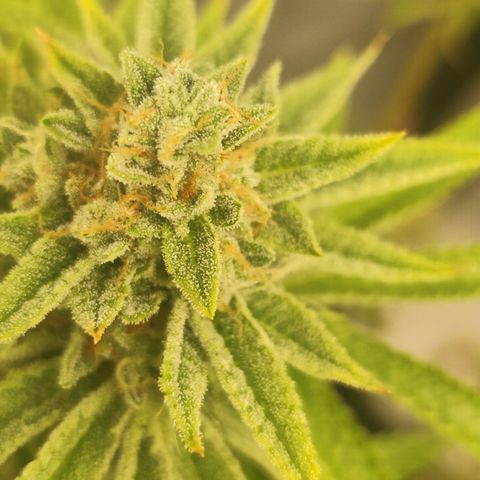 Master Kush growlog photo: Noch kaum dunkle Trichome zu sehen. Nur sehr vereinzelt auf weiter unten liegenden Blättern. Geschätztes Erntedatum ca. 21.1.25