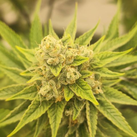 Master Kush growlog photo: Noch kaum dunkle Trichome zu sehen. Nur sehr vereinzelt auf weiter unten liegenden Blättern. Geschätztes Erntedatum ca. 21.1.25