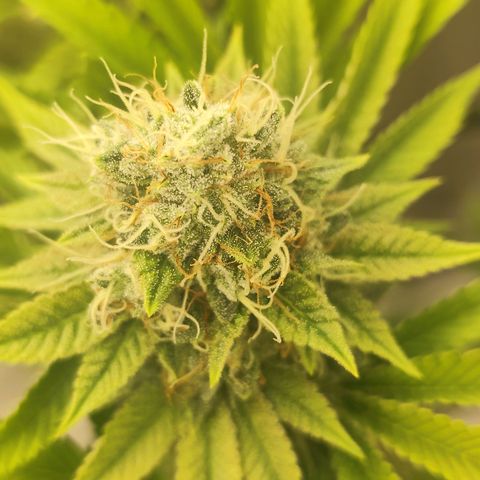 Master Kush growlog photo: Noch kaum dunkle Trichome zu sehen. Nur sehr vereinzelt auf weiter unten liegenden Blättern. Geschätztes Erntedatum ca. 21.1.25