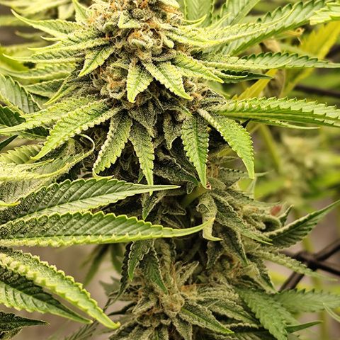 Master Kush growlog timeline photo